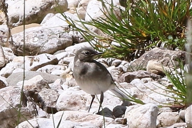 Conferma identificazione ballerina gialla